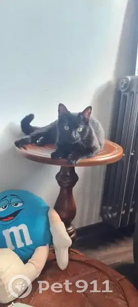 Chatte noire perdue à Tours - photo