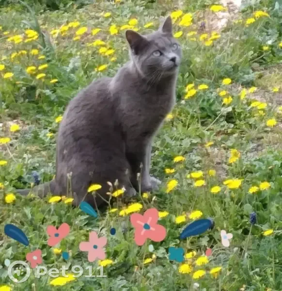 Chatte grise perdue à Cabrières - photo