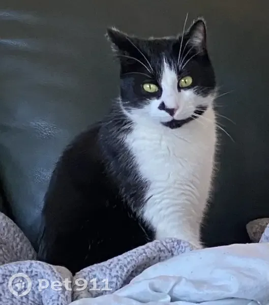 Chat noir/blanc perdu le 24/03 - photo
