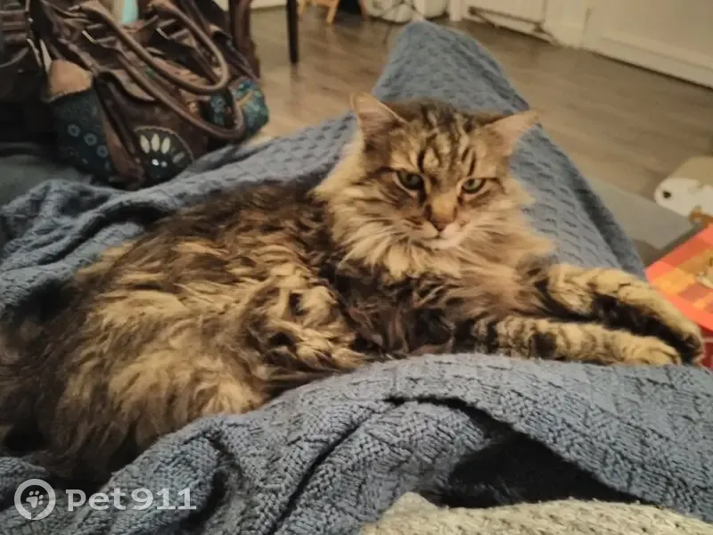 Chat Perdu à Vitré: 7kg, Tigré - photo