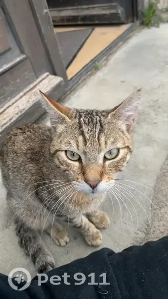 Chat perdu retrouvé à Vesoul - photo