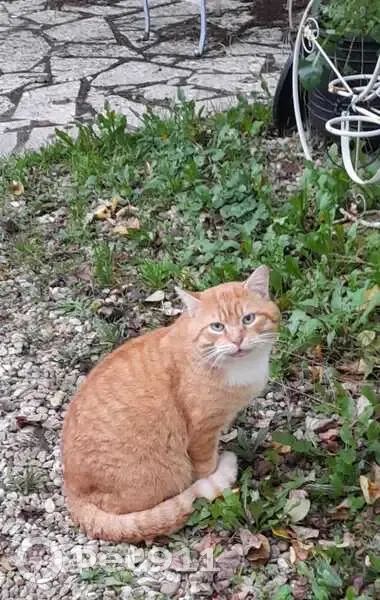 Chat roux et blanc perdu à Talence - photo