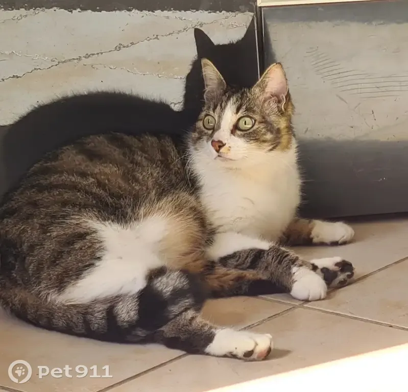 Chat castré tigré disparu à Coudes - photo