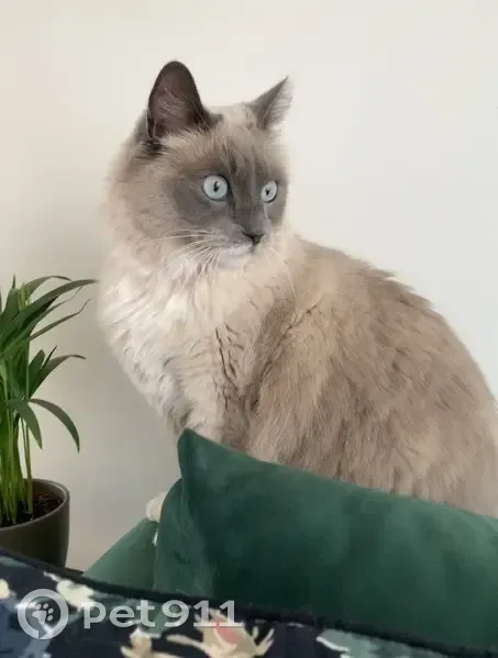 Chat croisé Birmanie perdu - photo