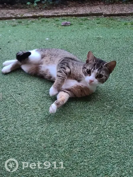 Chat errant au Square d'Oslo - photo