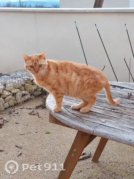 Chatte Gini perdue à Mogneneins - photo
