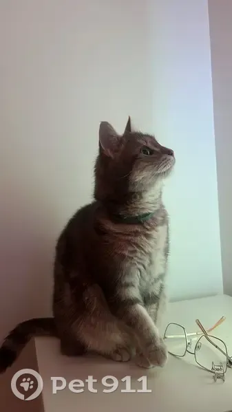 Alerte: Romy, chat perdu à Bourges - photo