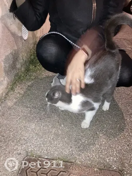 Chat gris et blanc perdu - photo