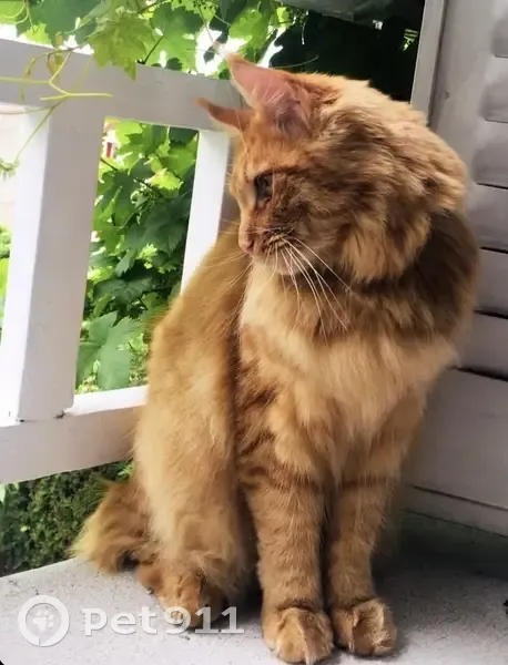 Chat Maine Coon roux perdu, La Frette - photo