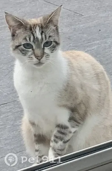 Chatte Tequila perdue - Bruay-La-Buissière - photo
