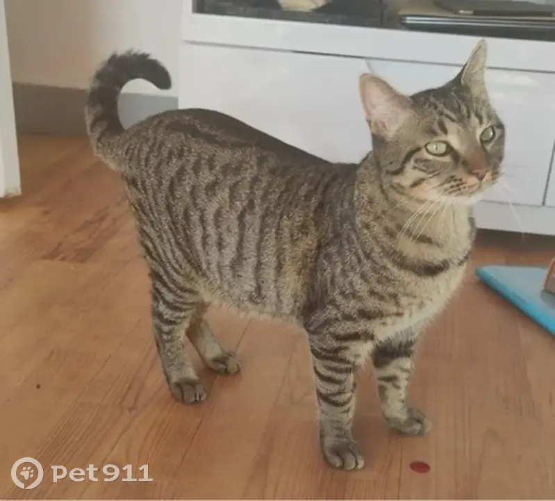 Chat perdu à Tarbes: Répond à son nom - photo