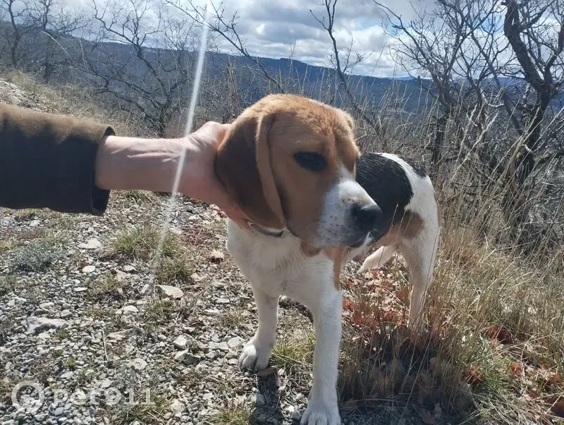 Chien mâle perdu à Montbrun - photo