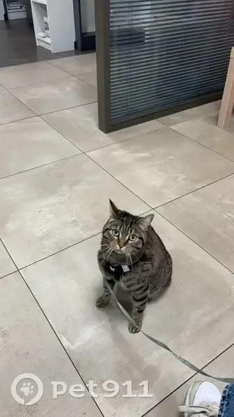 Chatte Ninine perdue à Oisilly - photo