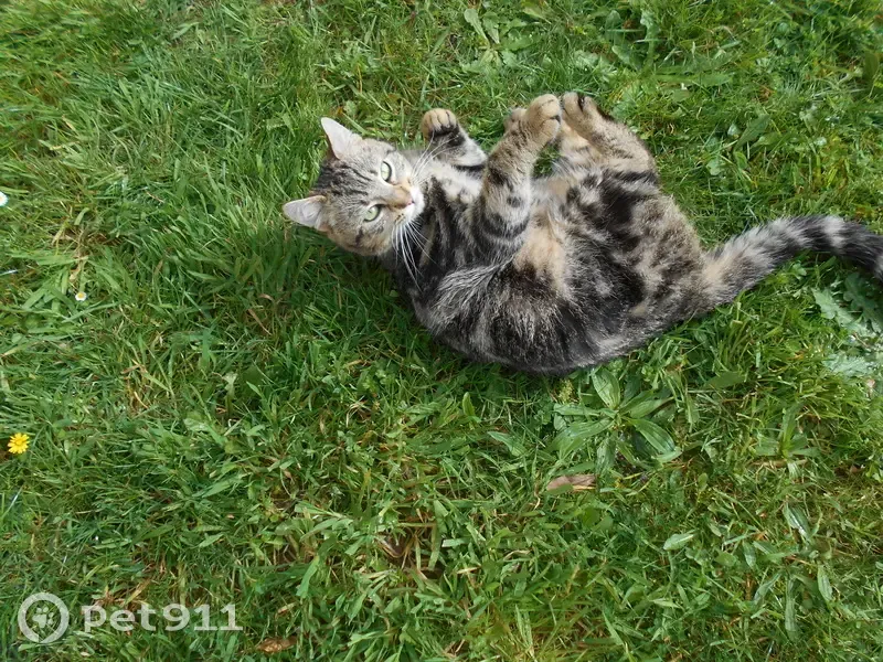 Chat tabby noir perdu à Scaër - photo