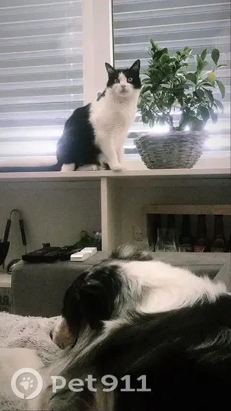 Chat bicolore et enrobé perdu, Mimi - photo