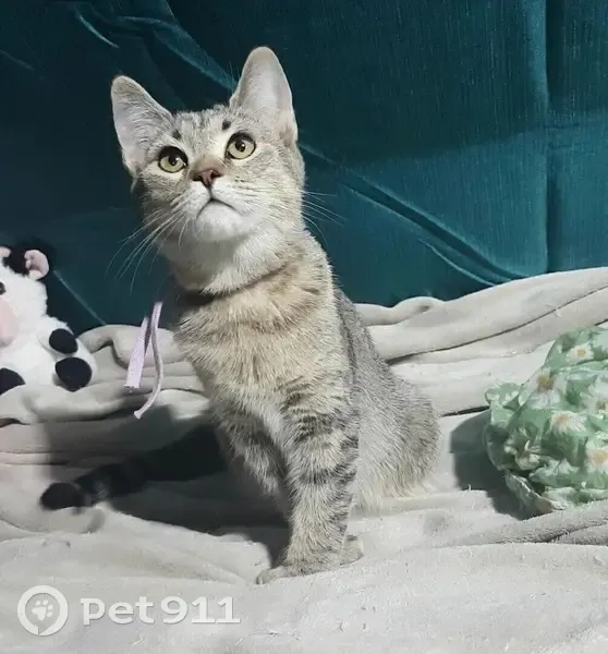 Chaton tigré perdu à Frontenas - photo