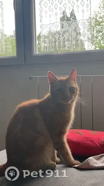 Mascotte perdu, Langogne - photo