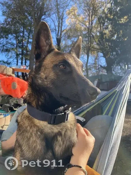 Sallya, Malinois perdue - Pucée - photo