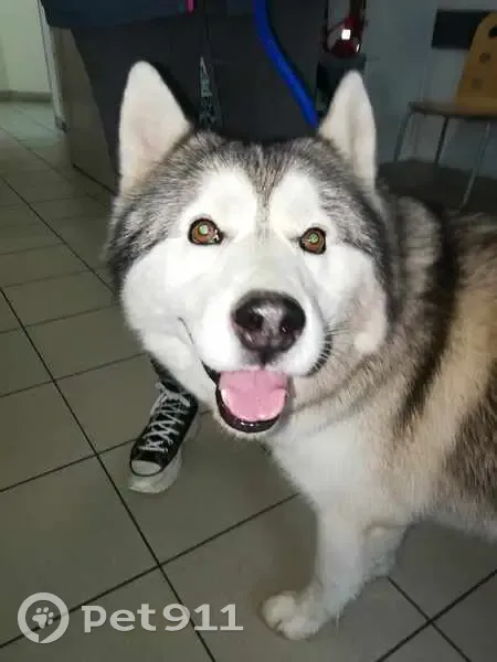 Husky Nouchka perdu - Puce obsolète - photo