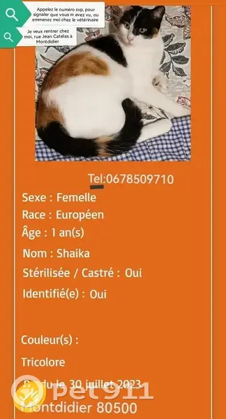 Chat tricolore disparu à Montdidier - photo