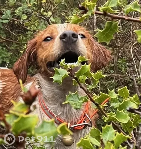 Alerte: 2 chiens perdus à Salon - photo