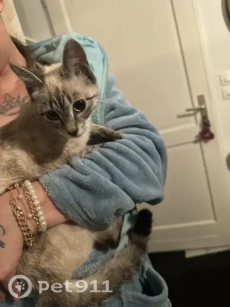 Chat siamois trouvé à Rouffiac - photo