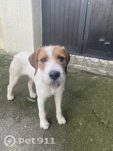Chien blanc/marron trouvé à Florensac - photo