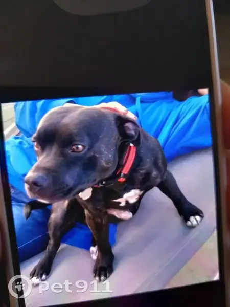 Staffy bringé perdu à Mauguio - photo