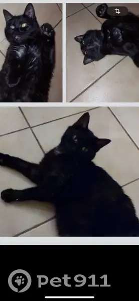 Chatte noire perdue à Angers - photo