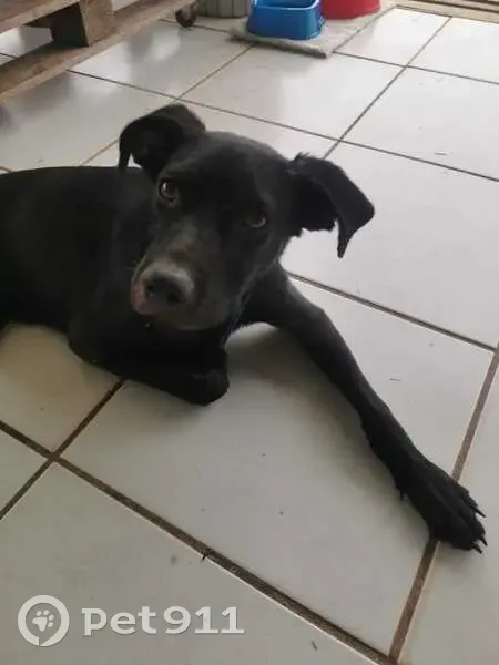 Unau, chien sans queue perdu - photo