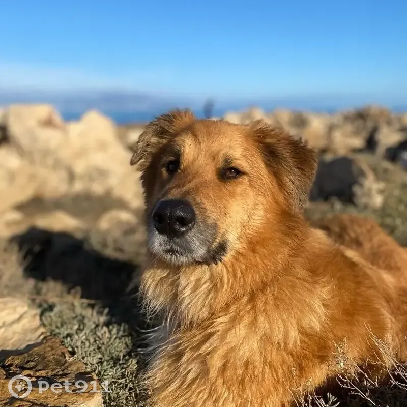 Chien croisé berger perdu - photo