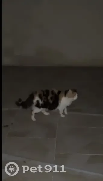 Chatte gestante et ami noir trouvés - photo