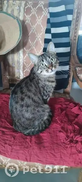 Chat tigré perdu à Cébazat - photo