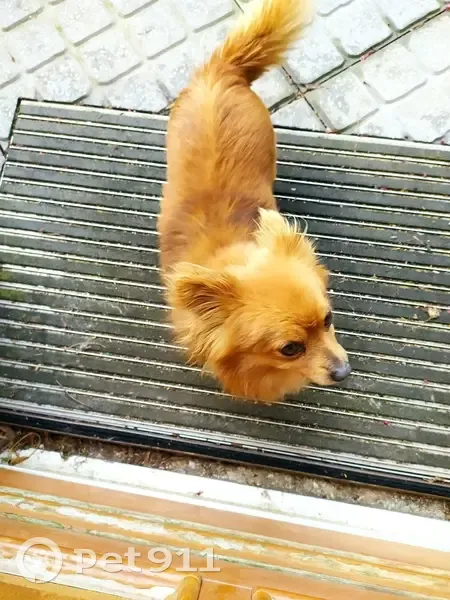 Chiot perdu à Égreville - photo