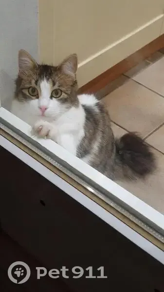 Chat blanc-gris perdu à Nancy - photo