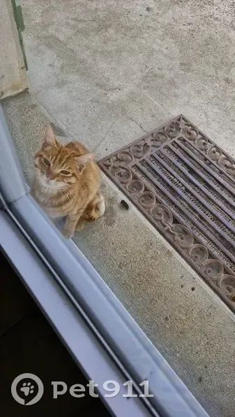Chat roux perdu retrouvé à Saint-Père - photo