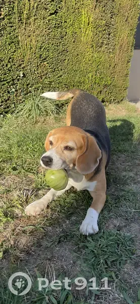 Avis: Beagle Tricolore Perdu - photo