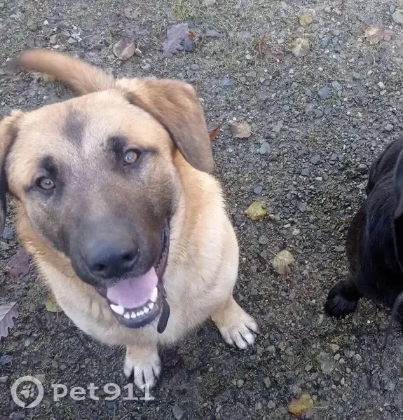 Chien croisé disparu à Mont-Saint-Jean - photo