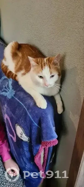 Chat roux et blanc trouvé - photo