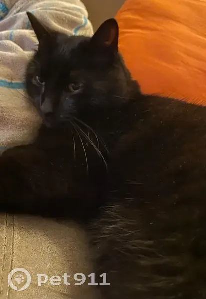 Chat noir perdu près mairie Rouillon - photo