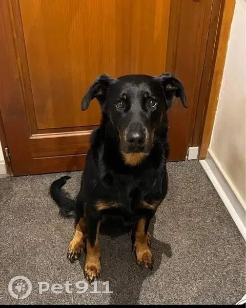 Luna, chienne affectueuse perdue - photo