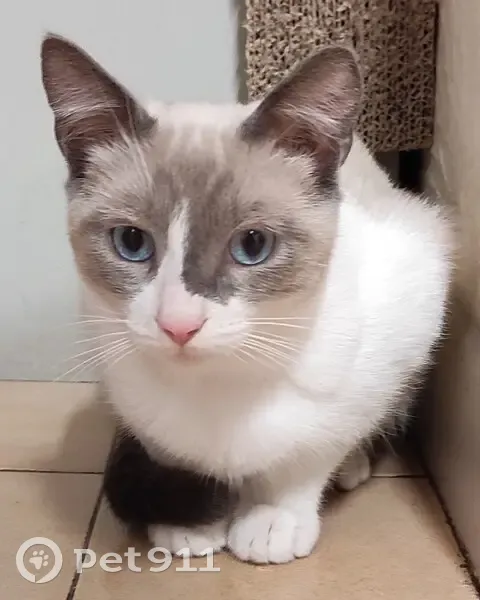 Chat perdu à Moulézan - Aidez-nous! - photo