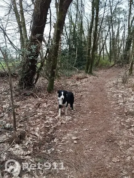 Chien perdu à Kerjumais, Questembert - photo