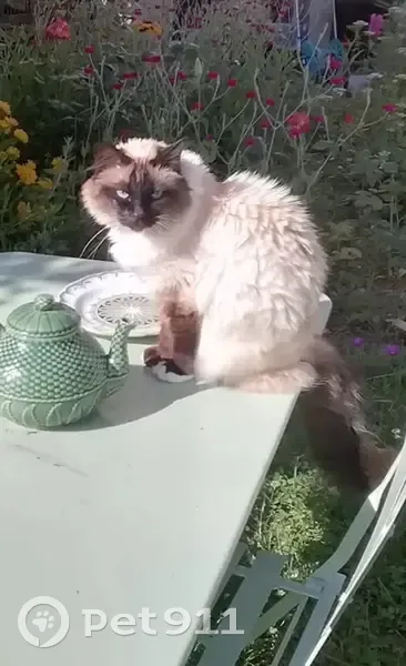 Chatte Birmanie perdue, Clermont - photo