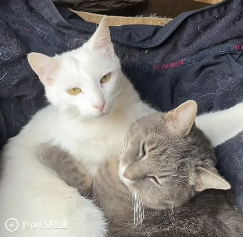 🚨 Chat Marin perdu - Feuguerolles - photo