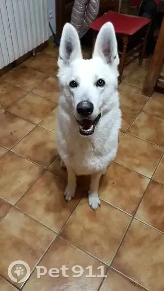 Chien Nestlé perdu à Alligny - photo