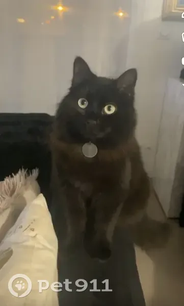 Chat noir Sana perdu - La Meignanne - photo