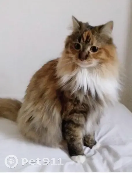 Chatte Paupiette perdue à Strasbourg - photo