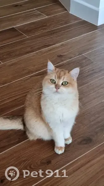 Chat Roupie/Mimi perdu - 24 mars - photo