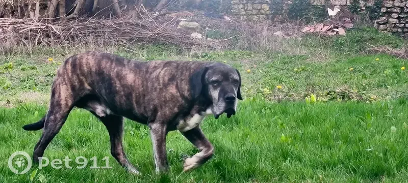 Chien Cane Corso perdu à Segonzac - photo